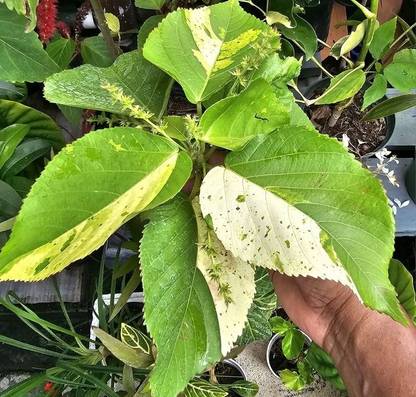 Acalypha wilkesiana Copperleaf