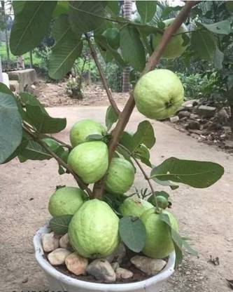 HYBRID Guava Plant
