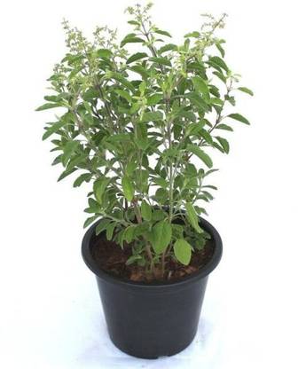 Click to purchase Tulsi Plant