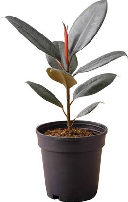 NiMoj Rubber Tree, Ficus Elastica Robusta Plant