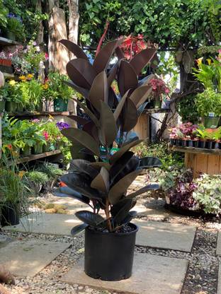 Cloud Farm Rubber Tree
