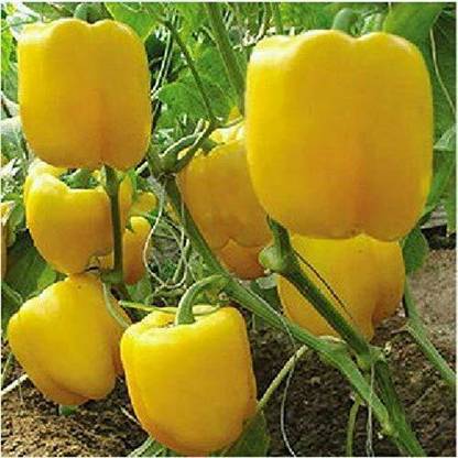 Qualtivate XXX-3A Yellow Shimla Mirch Capsicum Seed Seed