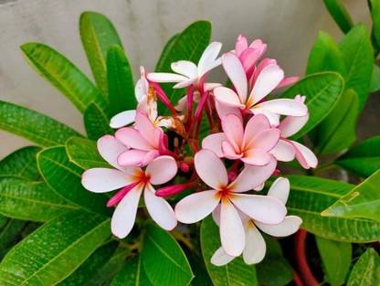 DEBNATH Plumeria Plant
