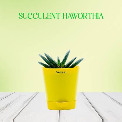 Greenium Succulents Plant