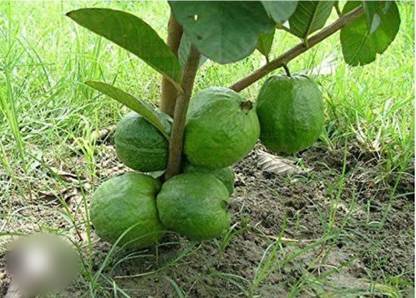 GOAVA Guava Plant