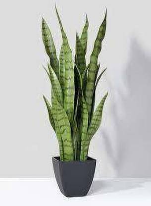 Marinetree Snake Plant