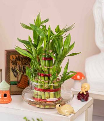 Ridhima Enterprise Lucky Bamboo Plant