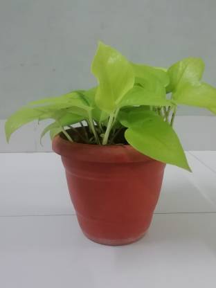 Homegrown Pothos Plant