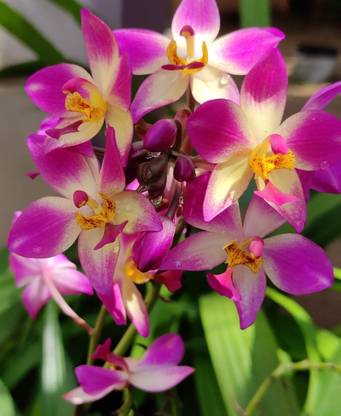 Orchid Orchid Plant