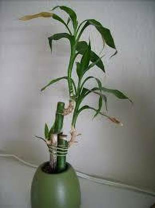 cloudMart Two Layer Bamboo Plant
