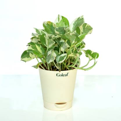 Goleaf Money Plant