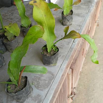 Ukaanda Brahma Kamal Plant