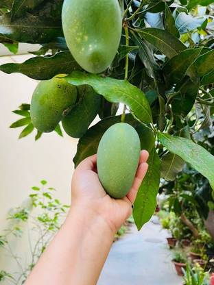 Mangifera Mango Plant