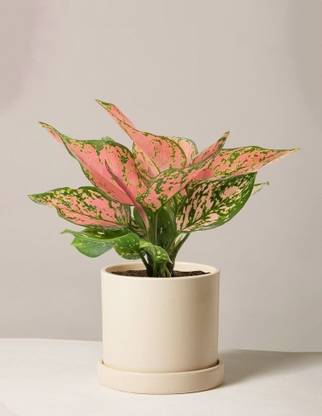 aglonemaa Aglaonema Plant