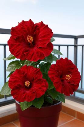 BloomShadow Hibiscus Plant