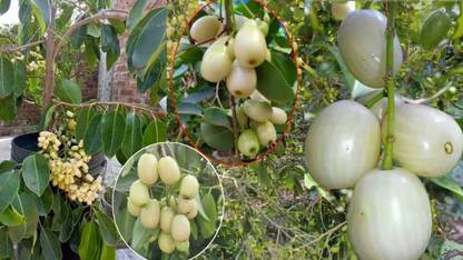Exotic Plant Hub Thai White Jamun Plant