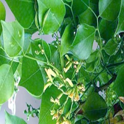 Unikpro Sheesum Plant