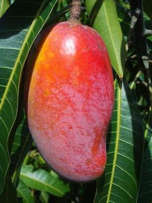 Earth Angels Mango Plant