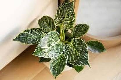 ZOOMGREEN Philodendron Birkin Plant
