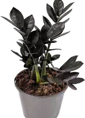 buddingbeauty Zamia Plant