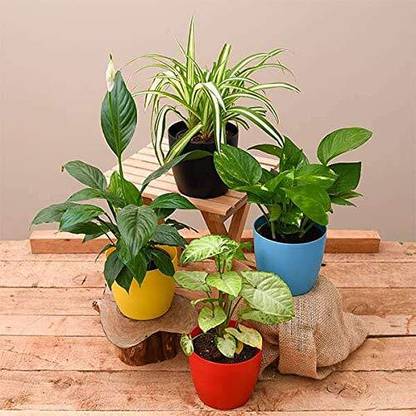 Dishita Go Green Money Plant, Peace Lily Plant, Spider Plant, Syngonium Plant