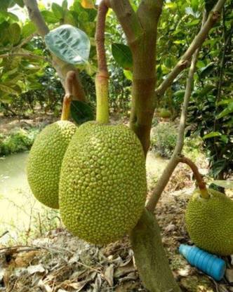 Aquinnah Jackfruit Plant