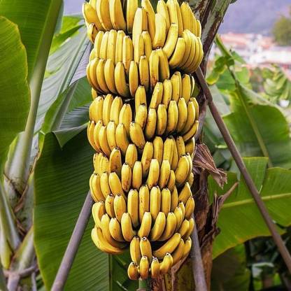 Musa paradisiaca Linn Banana Plant