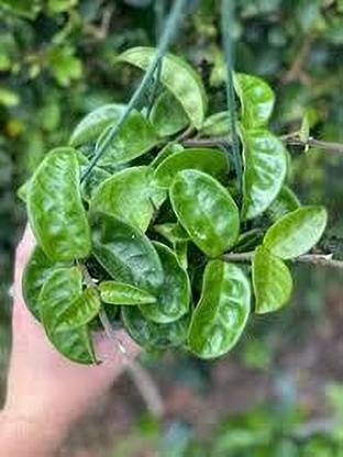kpl krinkle Hoya Krinkle Plant
