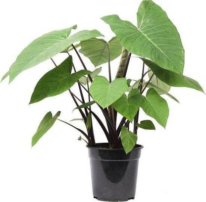 MAITRA AND SONS Caladium Plant