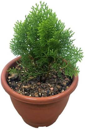 AloGardening Platycladus/Morpankhi Plant
