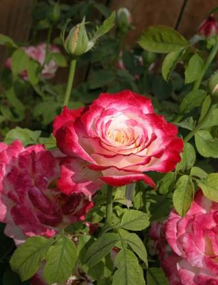 Exotic Plant Hub Sentimental Rose Plant