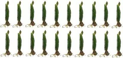 Cloud Farm Dragon Tree