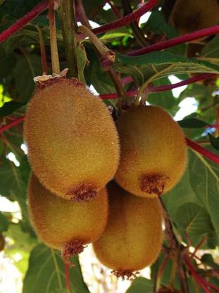 Cloud Farm Kiwi Plant