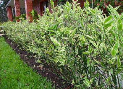 RANGCHITA Euphorbia Plant