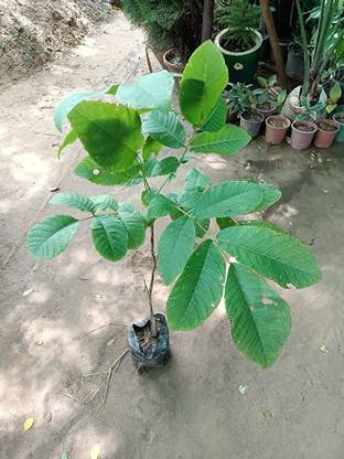 Agroholic Traders Walnut Plant