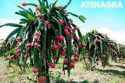 SM PLANT HOUSE Dragon Tree