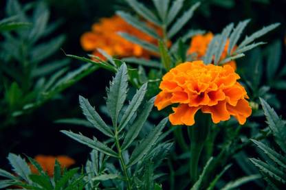Roy Plant RB Marigold Plant