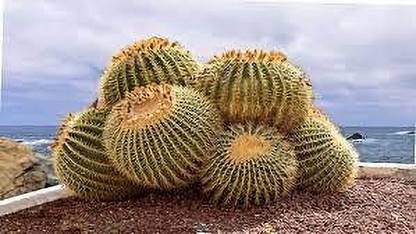kpl desert plant Desert plant