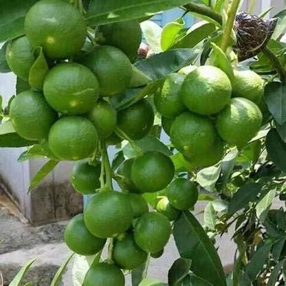 saraswati traders Lemon Plant