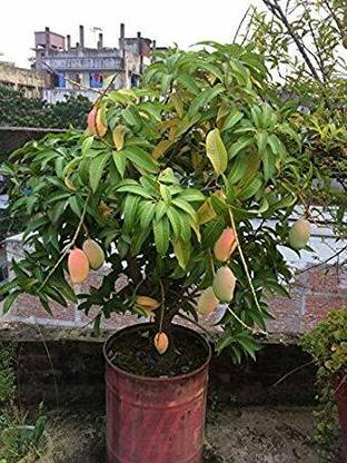 minatigreenhouse Mango Plant