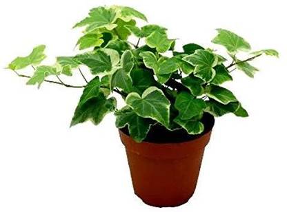 Guruji Plantation English Ivy Plant