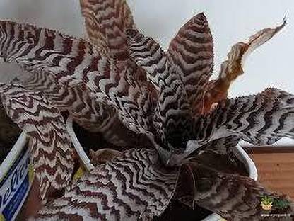 PEDPOUDHE Cryptanthus Fosterianus Plant