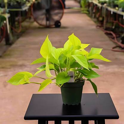 RVG Neon Pothos Plant