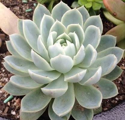 Nature Ambrosia Howarthia Zebra Plant