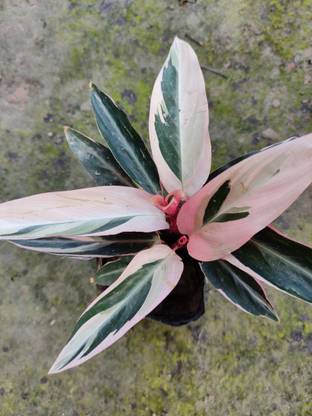 DEBNATH Stromanthe Triostar Plant