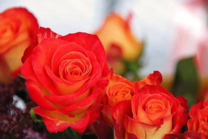 Live World Rose Plant