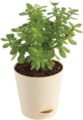 My Dream Nursery Jade Plant Seed