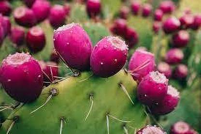 KPL CACTUS Prickly Pear Cactus Plant
