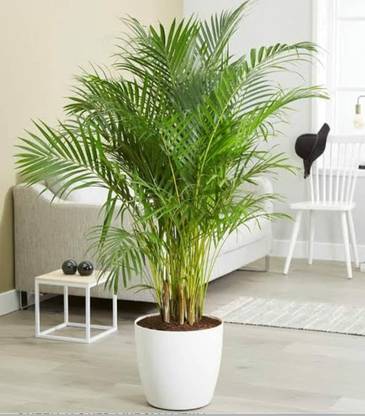 KUBERAA Areca Palm