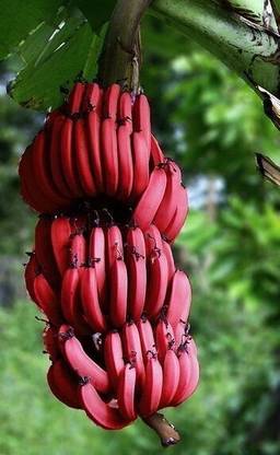 Kappa pazham Banana Plant